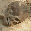 День археолога: самые страшные находки в мире (фото)