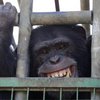 В мариупольском зоопарке обезьяна откусила ребенку палец
