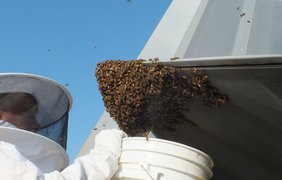 20 тысяч пчел весом почти 4 килограмма напали на истребитель