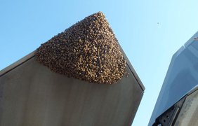 20 тысяч пчел весом почти 4 килограмма напали на истребитель