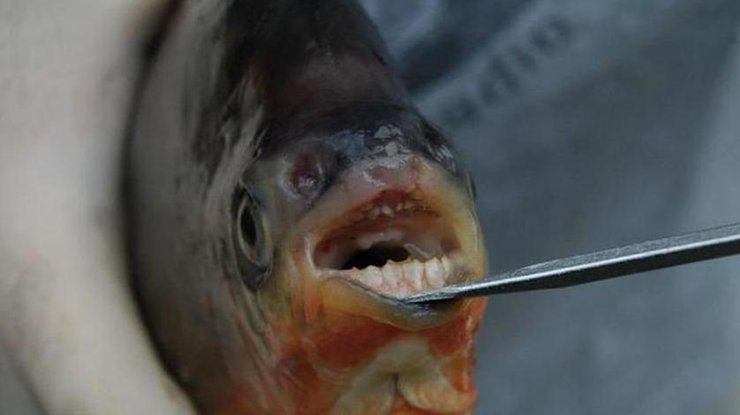 Рыба с человеческими зубами Фото: Michigan Department of Natural Resources