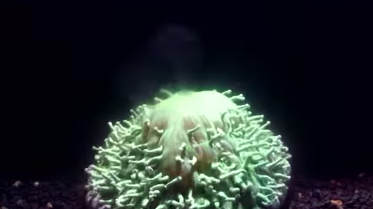 Ученые впервые показали видео гибели коралла 