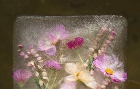Для заморозки цветов была использована как чистая, так и мутная вода из природных источников, бассейнов и луж