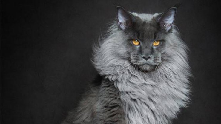 Фотограф сделал необычную фотосессию огромных котов
