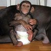 В США обезьяна в подгузнике набросилась на сотрудника гипермаркета (видео) 