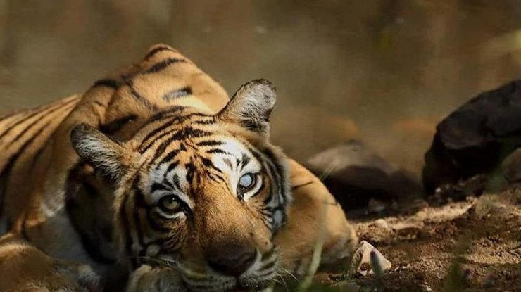 В Индии умерла самая известная тигрица в мире