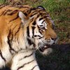 В Мексике тигр спас зоолога от ягуара (видео)
