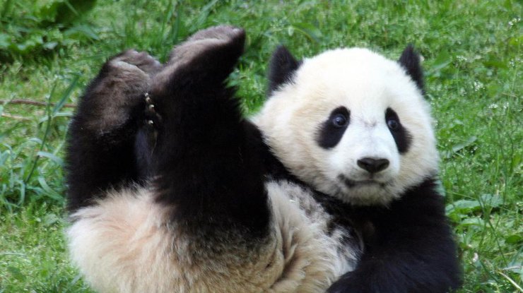 Балованная панда стала хитом сети