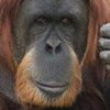 Орангутан осваивает человеческую речь (видео)