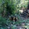На Дніпропетровщині затримали чорних лісорубів