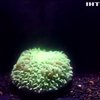 Корал в Австралії за кілька секунд змінює колір