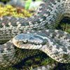 Во Львовской области змея напала на мужчину