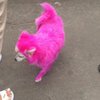 По Киеву бегает розовая собачка (фото)