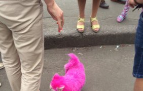 Собака выкрашенная в розовый цвет