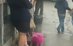 Собака выкрашенная в розовый цвет