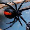 Ученые нашли способ вылечить боязнь пауков