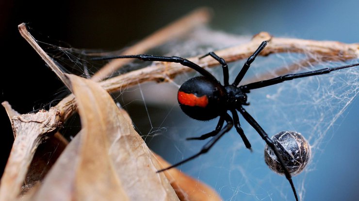 Ученые нашли способ вылечить боязнь пауков
