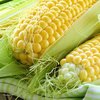 Китай отказался от украинской кукурузы из-за вредителей