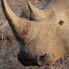 В Зимбабве 700 носорогам удалят рога