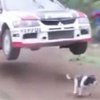 Автогонщик перепрыгнул испуганную собаку (видео)
