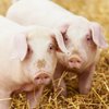 В Харьковской области зафиксирована вспышка африканской чумы свиней