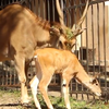 В Харьковском зоопарке родилась антилопа (видео)