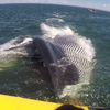 Невероятная сила природы: огромный кит удивил людей (видео)