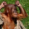 В зоопарке Австралии орангутан исполнил брейк-данс (видео)