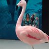 Посетитель зоопарка заколол танцующего фламинго (видео)