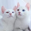 Белоснежные коты с разноцветными глазами покорили сеть (фото)