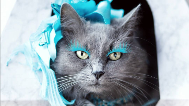 Гламурная кошка с накладными ресницами стала звездой сети. Фото из Instagram