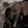 Собака два года прожила в выгребной яме и выжила (фото)