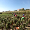 В Мукачево детей-инвалидов отправляют работать на огородах