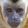 Родившуюся в Крыму обезьяну назвали в честь iPhone 7