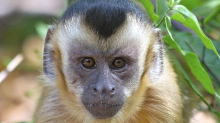 Родившуюся в Крыму обезьянку назвали в честь iPhone 7