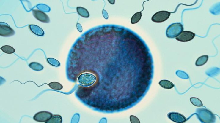  Ученые назвали главную причину замораживания женских яйцеклеток (фото: babyzzz)