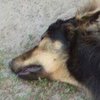 В Киеве живодеры жестоко расстреляли собак