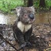 Австралиец спас коалу от наводнения (видео)