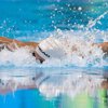 Паралимпиада-2016: украинские пловцы завоевали 2 "золота" и 2 "серебра" 