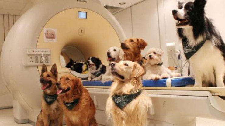 Ученые доказали, что собаки могут быть умнее людей (фото adme)