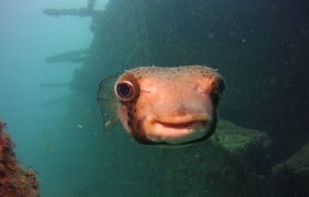 Самая счастливая рыба на свете, Кабо-Верде / Фото: Craig Moore