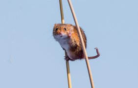Мышь полевая / Фото: Michael Erwin
