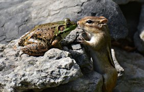 Лягушка и бурундук, Канада / Фото: Isabelle Marozzo