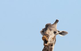 Жираф на водопое, Ботсвана / Фото: Monika Carrie