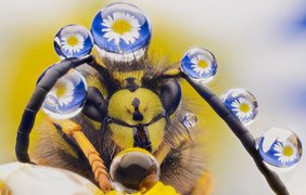 Пчела медоносная / Фото: Murray Mcculloch