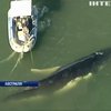 В Австралії врятували величезного кита з рибацьких сіток