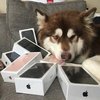 В Китае сын миллиардера купил собаке восемь iPhone 7 (фото)