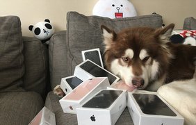В Китае сын миллиардера купил своей собаке восемь iPhone 7