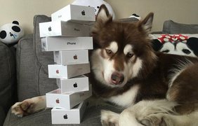 В Китае сын миллиардера купил своей собаке восемь iPhone 7