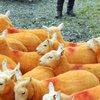 Фермер ярко раскрасил 800 овец (фото)  
